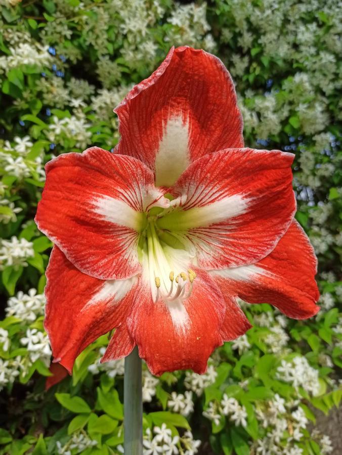 Amaryllis Case Vacanza Romito Magra المظهر الخارجي الصورة